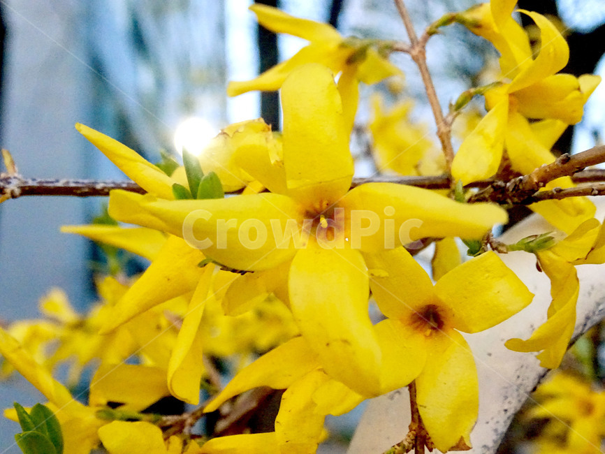 개나리,꽃,새싹,봄,식물,식물,자연,plants,nature,꽃,flower