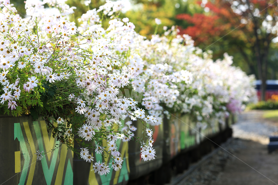 꽃,꽃수레,구절초,하양,기차역,철로,flower,white,railroad