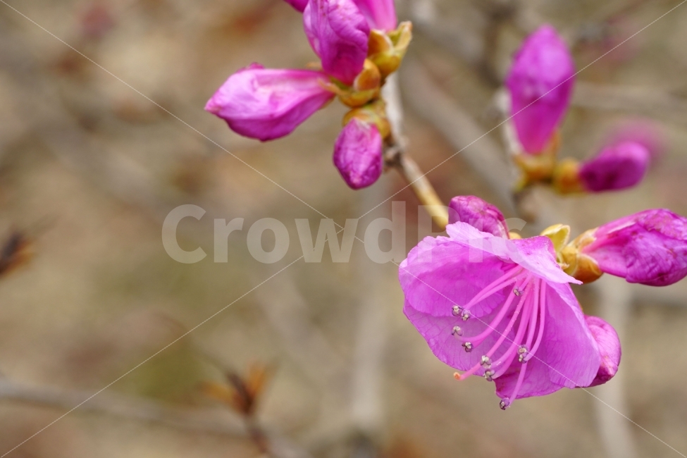 진달래,꽃,플라워,꽃봉오리,식물,자연,flower,nature,spring,접사,macro,클로즈업,closeup,tree,숲,숲속,산림,삼림,조경,plants,봄꽃,감성,힐링,풍경,landscape,식물,자연,plants,nature,봄,계절,spring,season,꽃,flower,geranium,제라늄,plant,blossom