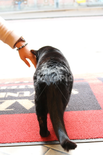 고양이,길고양이,길냥이,유기묘,까만고양이,검정고양이,흑묘