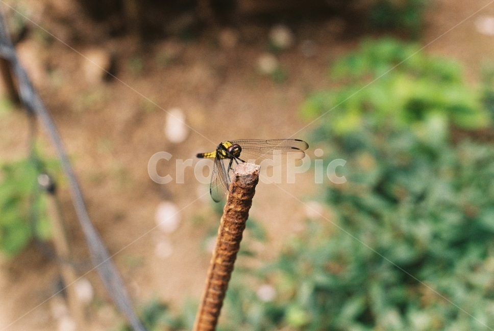 필름사진,잠자리,필름,filmphotography,dragonfly,동물,animal,곤충,벌레,insect,bug,감성,sensible,feeling