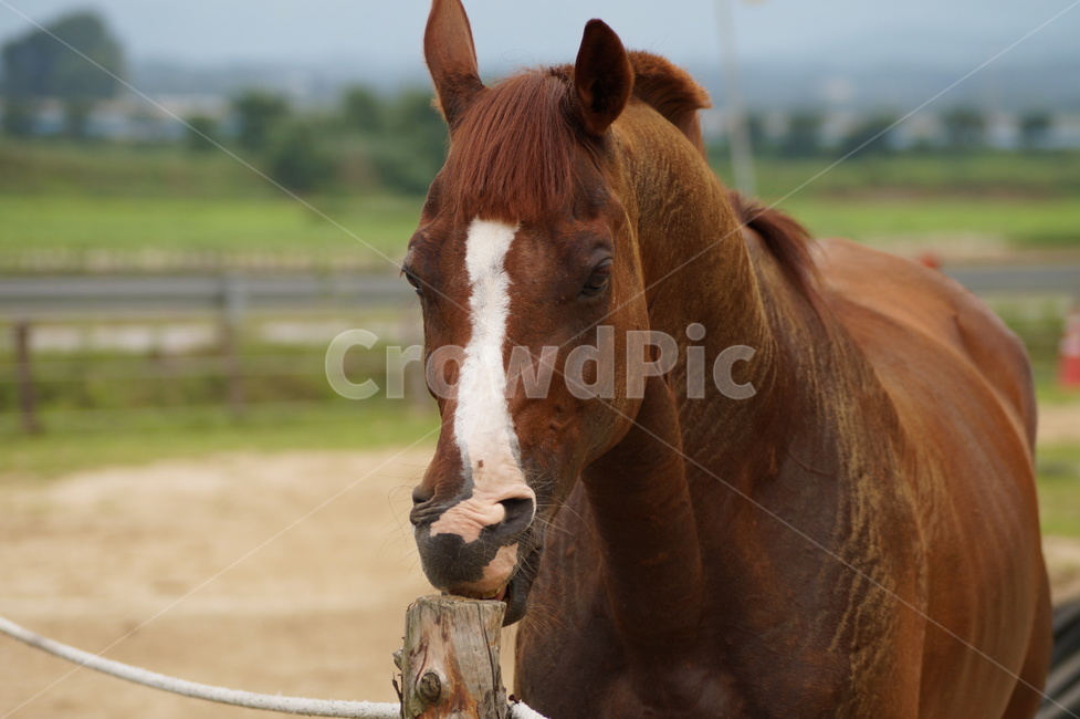말,animal,동물,horse,mammal,포유류