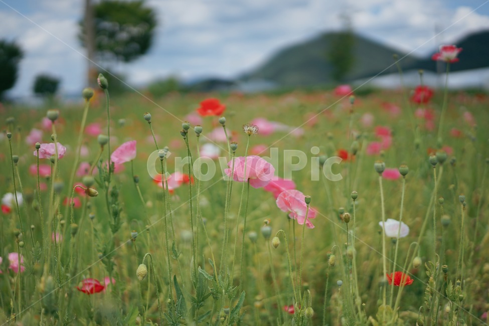 양귀비,꽃,flower,식물,plants