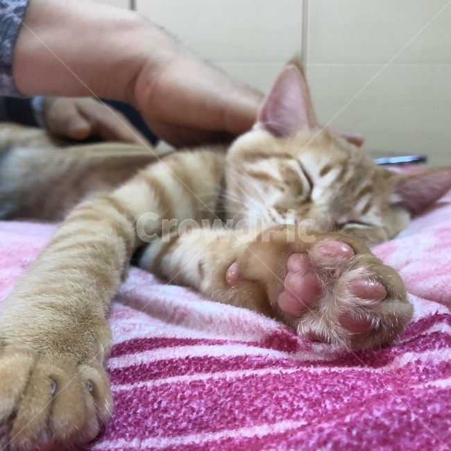고양이,잠,애완동물,줄무늬,이불,동물,animal,포유류,mammal,고양이,cat,kitten,kitty