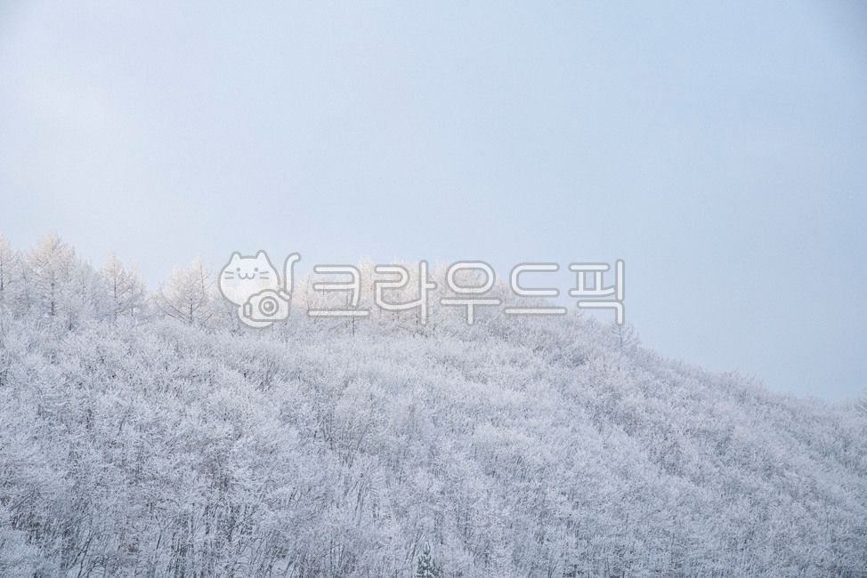 snowflake,forest,winter forest,nature,sanggodae,tree,winter,ice,outdoors,winter mountain,snow,frost,winter landscape