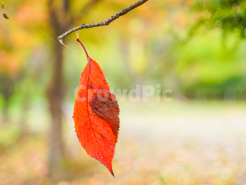 단풍,가을,물단풍,나무,계절,추색,단풍잎,잎새,가을,계절,fall,autumn,season,animal,동물,invertebrate,무척추 동물,insect,곤충,veins,정맥