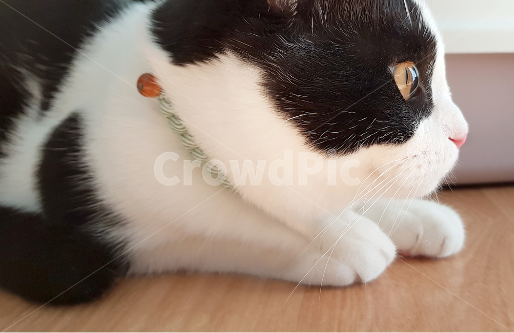 고양이,고양이눈,고양이눈동자,고양이옆모습,cat,젓소무늬고양이,동물,animal,포유류,mammal,고양이,cat,kitten,kitty