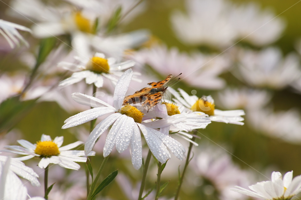 꽃,나비,향기,꿀,달콤,식물,자연,plants,nature,꽃,flower,동물,animal,곤충,벌레,insect,bug
