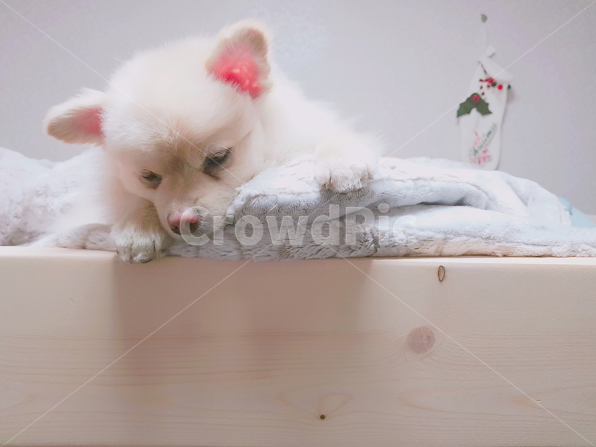 강아지,시선,폼피츠,개,침대,동물,animal,포유류,mammal,개,강아지,dog,doggy