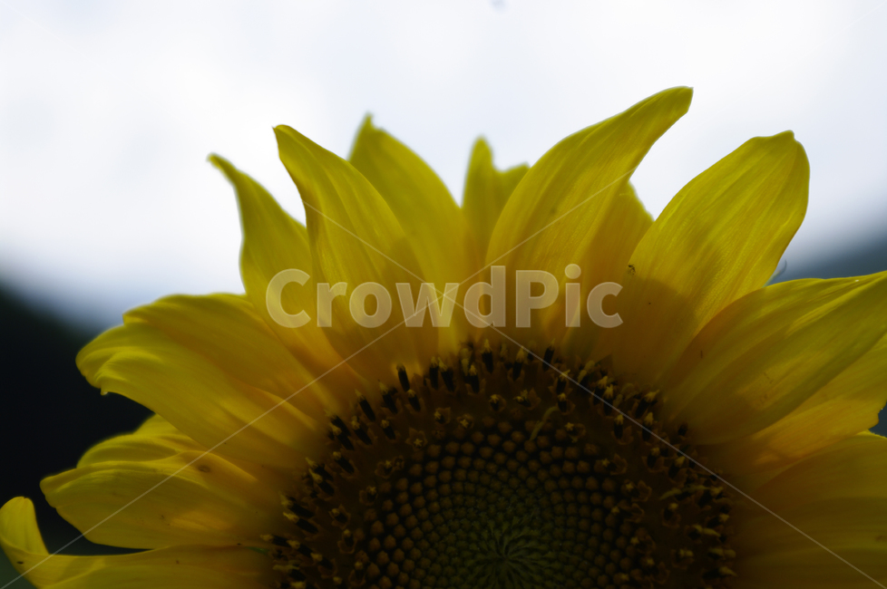 해바라기,꽃,식물,자연,flower,plant,식물,자연,plants,nature,꽃,flower