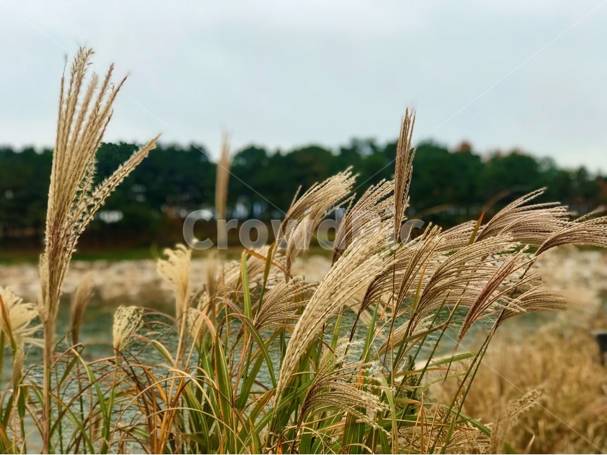 갈대,가을,자연,나무,베이지,감성,가을,계절,fall,autumn,season,plant,식물,grass,잔디