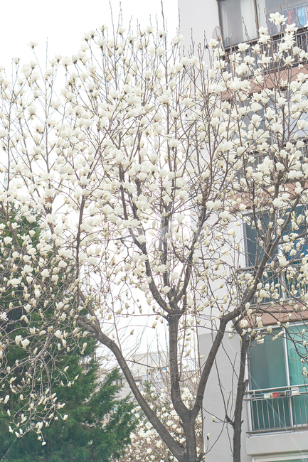 봄,꽃,목련,나무,flower,wood,plant,nature,자연,봄,계절,spring,season,식물,자연,plants,nature,꽃,flower