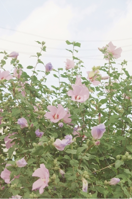 plant,식물,blossom,꽃,flower,무궁화,국화