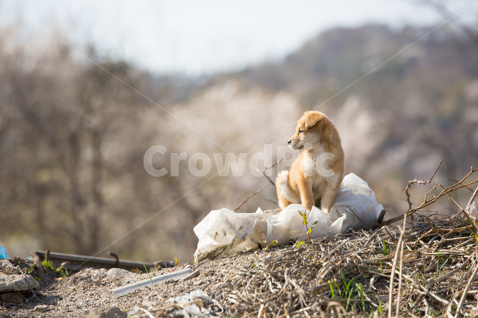 강아지,개,동물,dog,animal,포유류,pet,동물,animal,포유류,mammal,개,강아지,dog,doggy