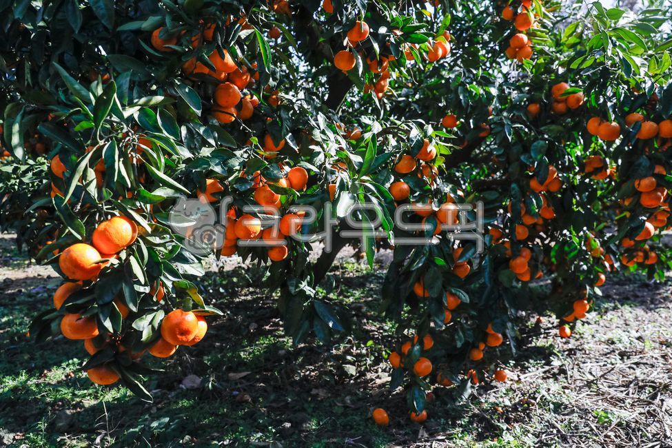감귤,귤,과일,제주,감귤농장,제주감귤,감귤나무,fruit,jejumandarin,음식,간식,식품,자연,주렁주렁,맛있는,새콤한,달콤한