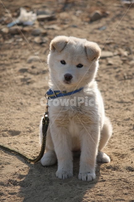 강아지,개,진돗개,백구,cute,동물,animal,포유류,mammal,개,강아지,dog,doggy