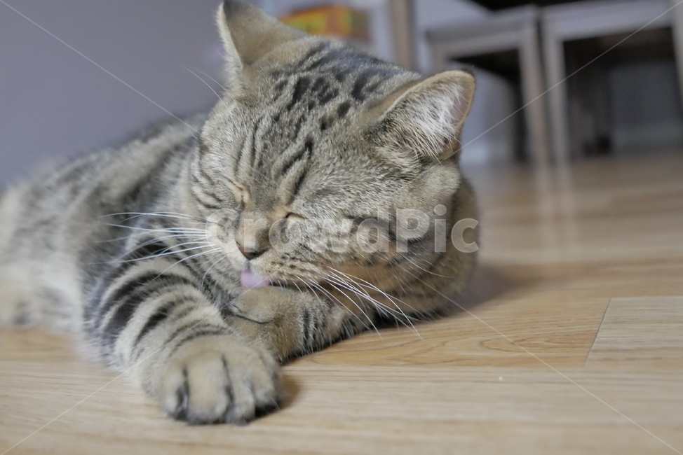 고양이,개냥이,동물,표정,얼굴,귀여운,동물,animal,포유류,mammal,고양이,cat,kitten,kitty