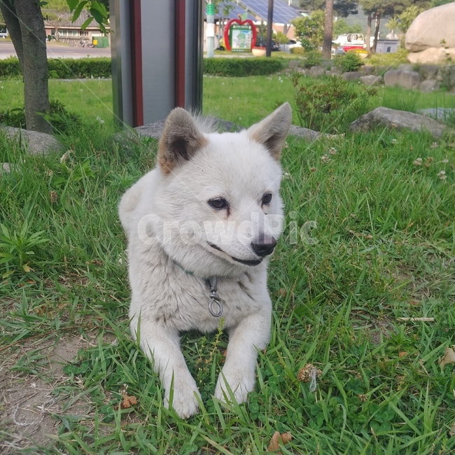 강아지,동물,puppy,개,dog,animal,동물,animal,포유류,mammal,개,강아지,dog,doggy