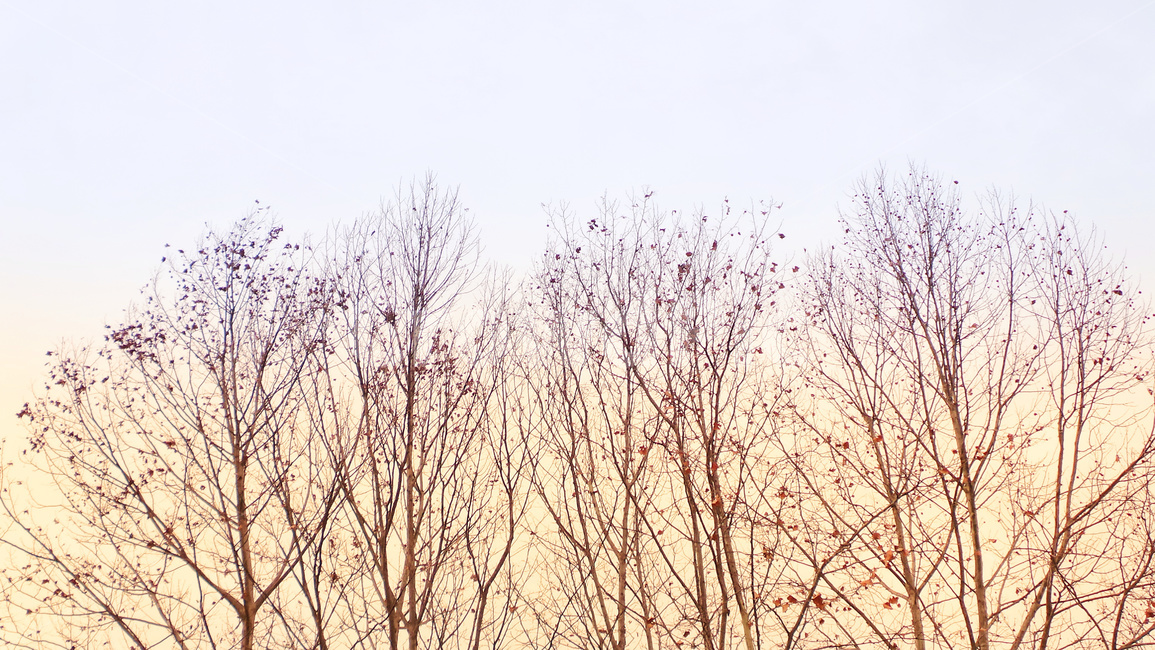 나무,나뭇가지,tree,plant,식물,식물,자연,plants,nature,나무,trees,wood