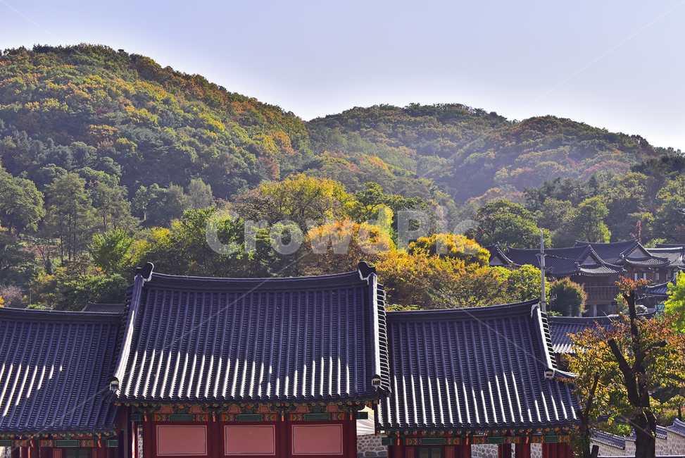 forest,building,preservation,fall,unesco,Korean natural scenery,season,tiled house,architecture,restore,nature,autumn background,Haenggung Palace,world cultural heritage,history,Namhansanseong Fortress,outdoor,environment,outdoors,background,autumn,Korean