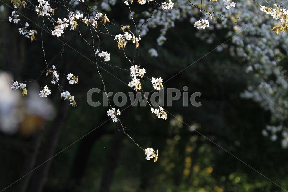 벚꽃,능수벚꽃,봄,식물,자연,감성사진,봄,계절,spring,season,식물,자연,plants,nature,꽃,flower,plant