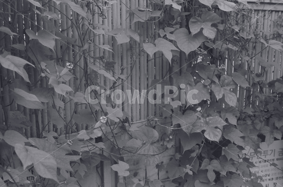 leaf,잎,plant,식물,덩쿨,흑백,모노톤,monochrome,black and white