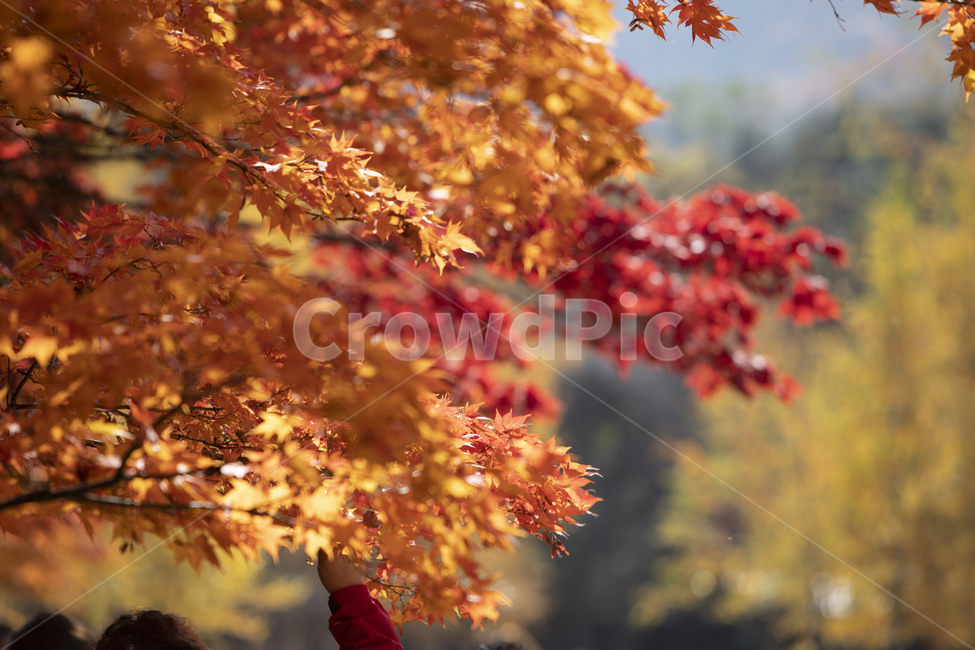 단풍,단풍잎,잎,가을,단풍나무,자연,식물,나뭇잎,배경,빨간색,빨강색,레드,붉은,떨어짐,물들은,붉게,아름다운,낙엽,야외,나무,나뭇가지,계절,노란색,노랑색,노란,황금색,가을,계절,fall,autumn,season,plant,leaf,tree,maple