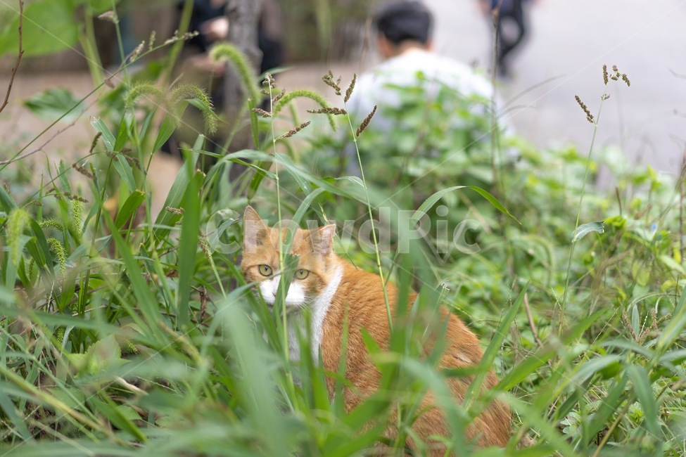 고양이,치즈냥이,길냥이,길고양이,풀,풀속,숨은고양이,코리안숏헤어,반려동물,동물,cat,감성사진