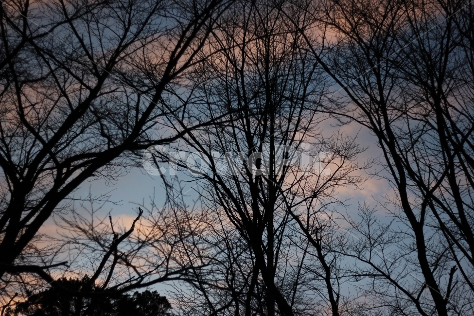 풍경,사진,풍경사진,하늘,나무,구름,scenery,sky,cloud,tree,landscape,자연,풍경,nature,landscape,식물,plants,나무,trees,wood,silhouette,실루엣,plant
