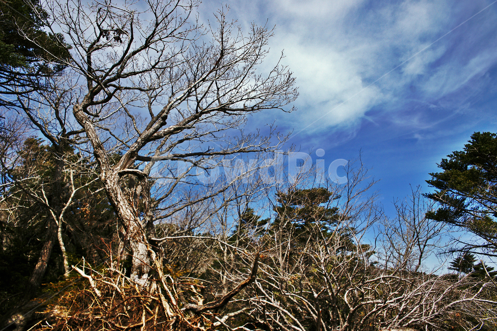 숲,나무,한라산,한라산국립공원,제주도,자연