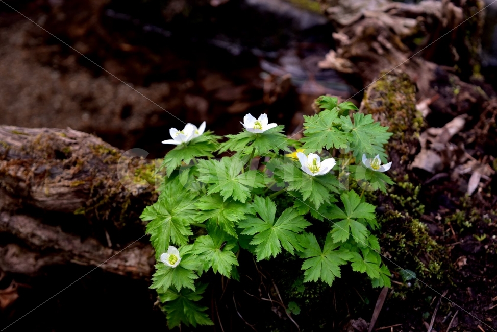 모데미풀,봄,야생화,꽃,청태산,강원도,봄꽃,고산야생화,감성,wildflower,산꽃,봄야생화,계곡,이끼,꽃말,슬픈추억,아쉬움,MegaleranthissaniculifoliaOhwi,금매화아재비,운봉금매화,식물,자연,식생,생태,식물,자연,plants,nature,꽃,flower