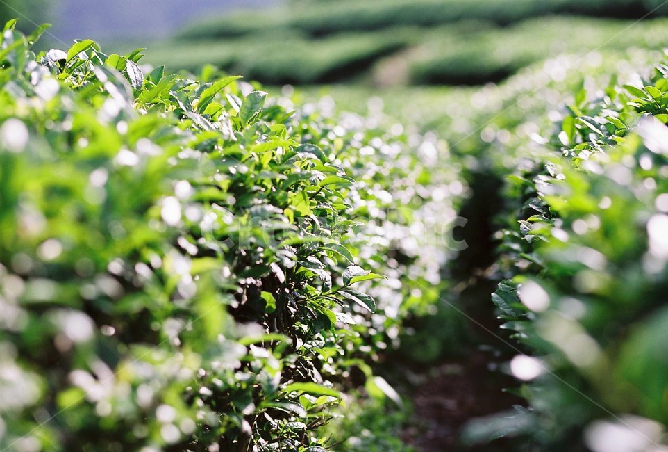 plant,식물,차나무,tea,녹차,그린,green