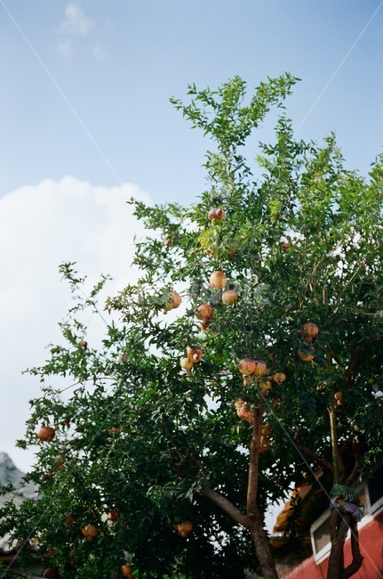 석류,석류나무,나무,필름사진,fruit,plant,식물,pomegranate,식물,자연,plants,nature