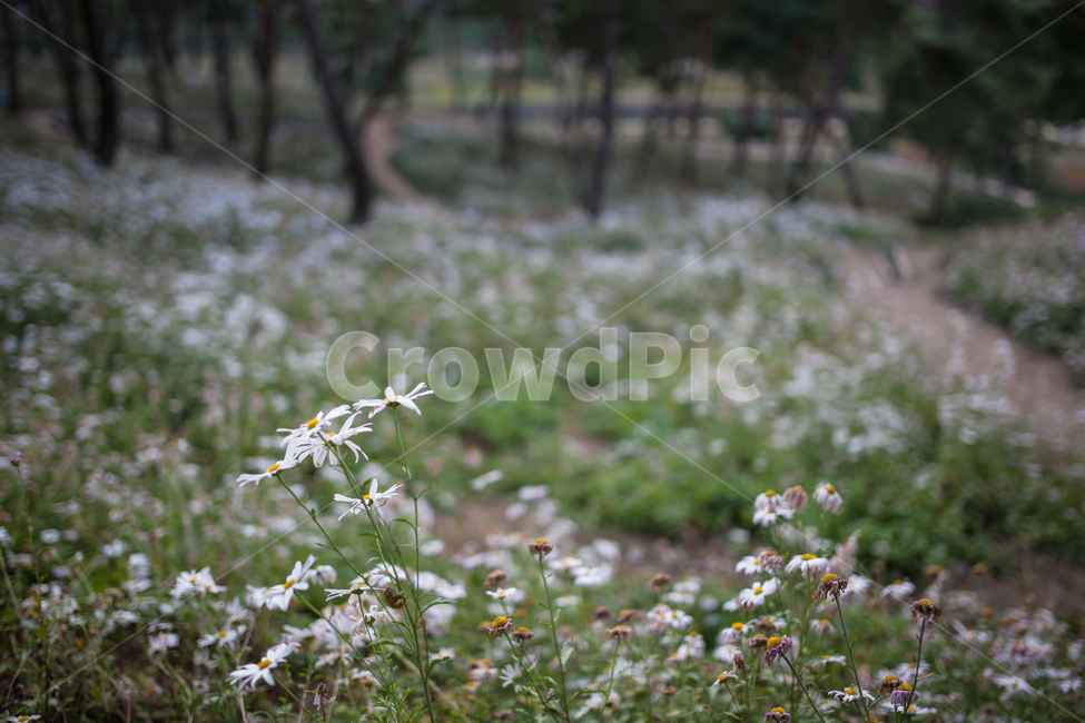 구절초,들꽃,꽃,가을,풍경,식물,botanical,flowers,식물,자연,plants,nature,꽃,flower