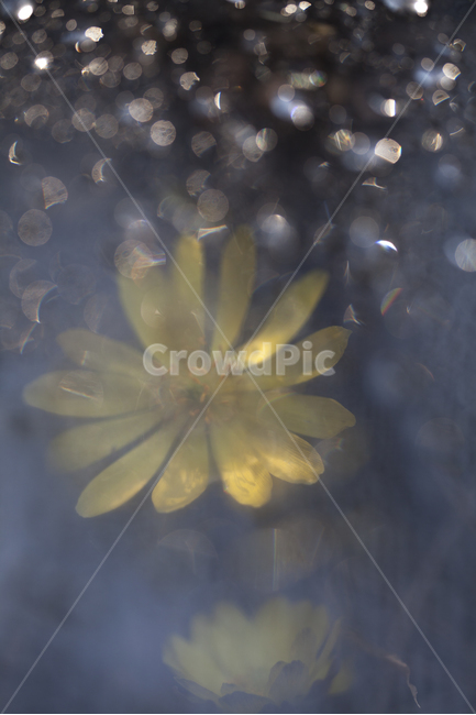 spring flowers,Bokseokcho,Spring news,bokeh,Emotional photo