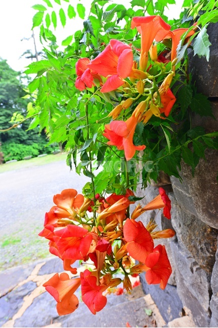 plant,식물,blossom,flower,꽃,능소화,화순,만연사