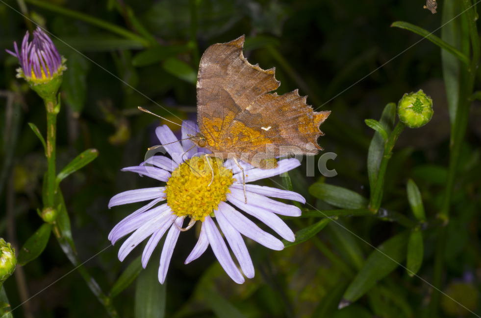 네발나비,나비,꽃,여름꽃,감성,자연,계절,접사,곤충,벌레,insect,bug
