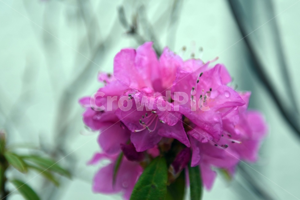 식물,꽃,감성사진,자연,flower,꽃사진,봄,봄꽃,계절,빗방울,비,감성,4월,spring,힐링,자연풍경,풍경,진달래,봄,계절,spring,season,식물,자연,plants,nature,꽃,flower,plant,blossom