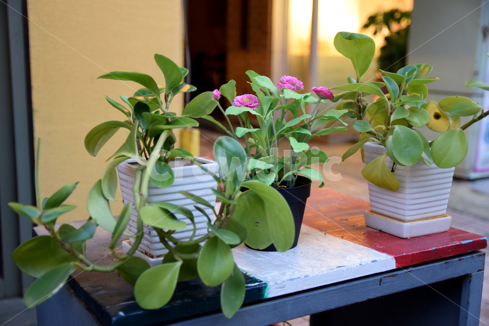 생화,화분,화초,꽃,꽃잎,플라워,flower