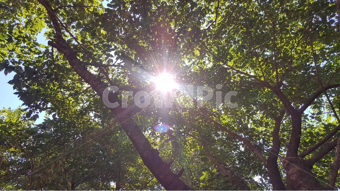 여름,초록,싱그러움,맑음,햇살,힐링,자연,자연,풍경,nature,landscape,flare,플레어,light,빛
