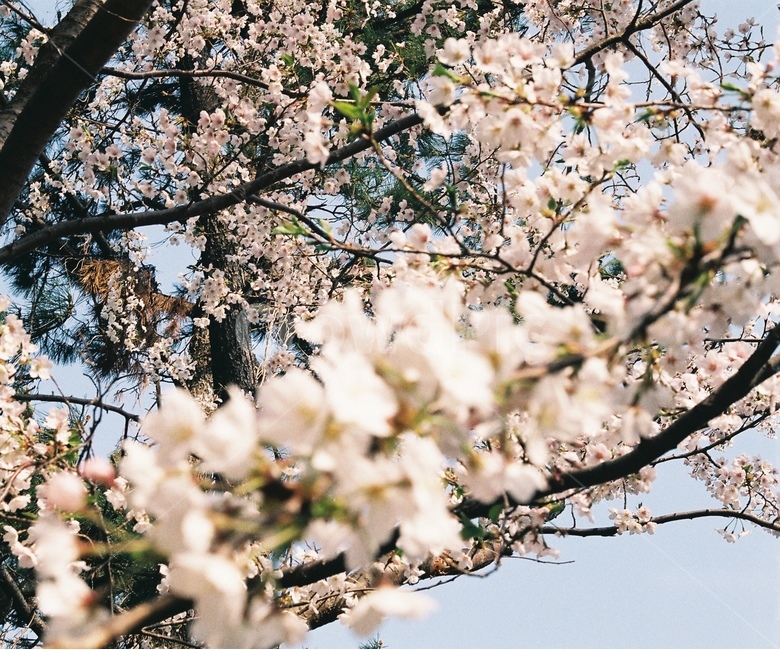벚꽃,봄,따스함,꽃,필름