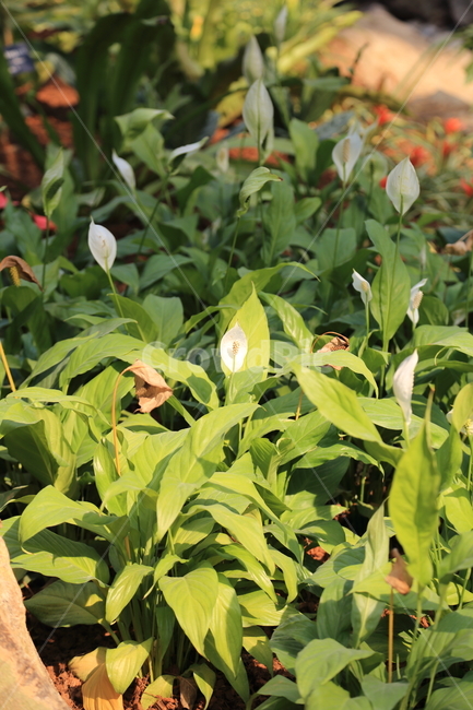 꽃,식물,봄꽃,flower,흰색꽃