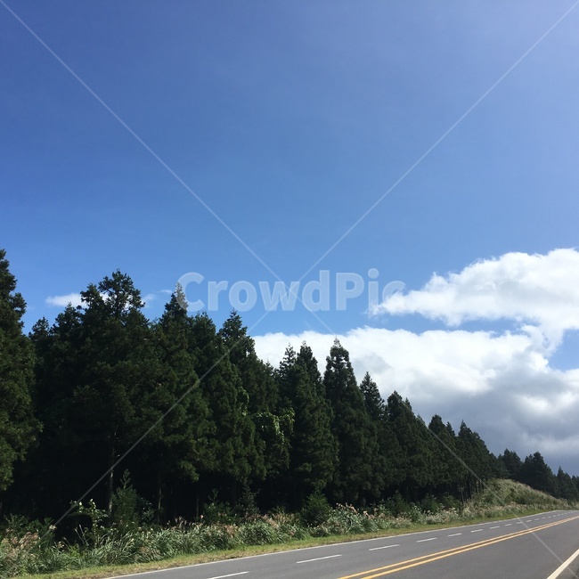 road,highway,고속도로,도로,freeway,나무,자연,풍경,관광,한국자연풍경,한국자연관광,구름,하늘,날씨,맑음,계절,봄,여름,가을,제주도,tree,한국