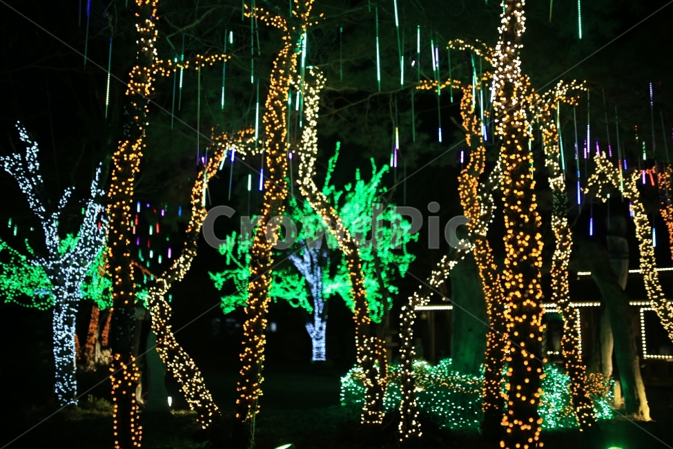 야경,조명,빛,장승마을,나이트,인공,공원,놀이공원,풍경,야경,밤,풍경,nightscape,night,landscape,나무,trees,wood