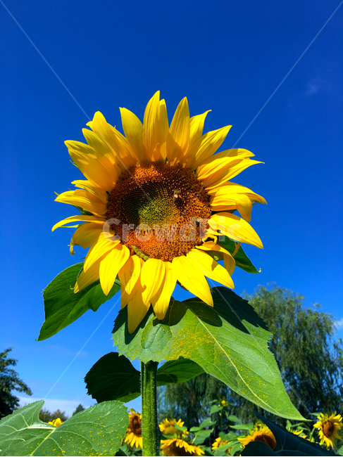 해바라기,꽃,flower,blossom,식물,plant,해,sunflower,벌,곤충,꿀,노랑,노랑색,하늘