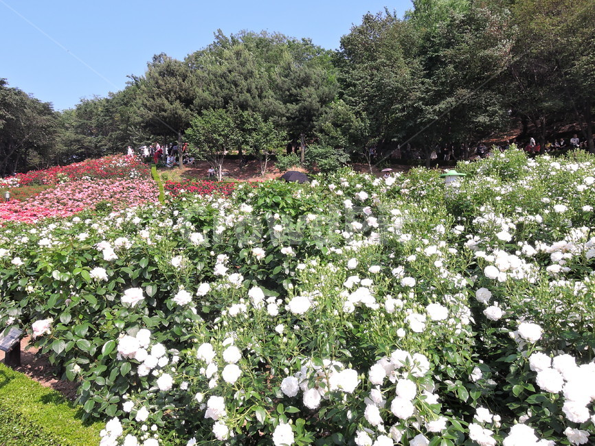 장미,장미원,장미꽃,flower,rose,꽃,식물,화원,장미공원,공원,자연,풍경,nature,landscape,식물,plants,꽃,flower,plant,blossom,petal,꽃잎