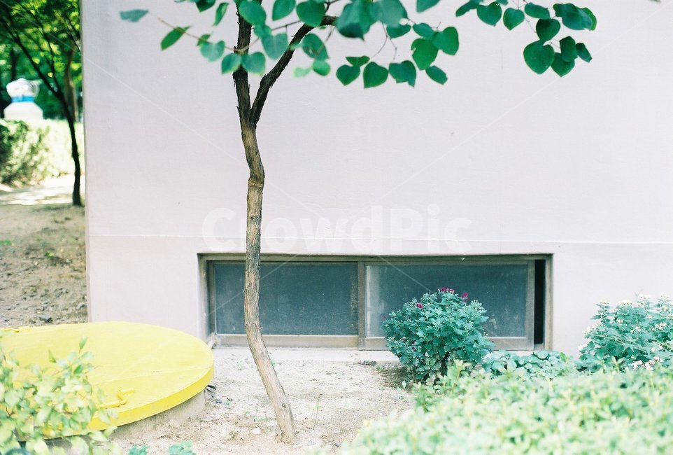 나무,창문,잎,tree,벽,window,leaf,plant,건물,wall