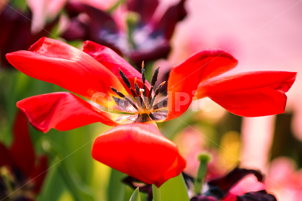 꽃,자연풍경,봄,아름다움,풍경,색감,photo,flower,자연,식물,spring,빨간색,사진,꽃밭,서울숲,봄,계절,spring,season,식물,자연,plants,nature,꽃,flower,plant,blossom