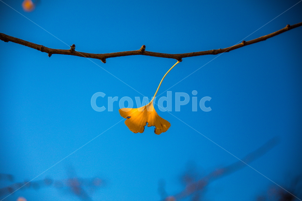 은행,은행나무,가을,은행나무잎,은행잎,leaf,잎,plant,식물,tree,나무