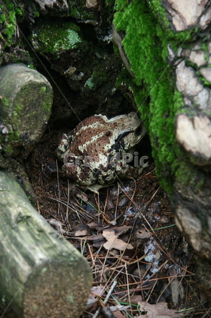 두꺼비,소나무,숲속,개구리,이끼,자연,동물,animal,파충류,양서류,reptile,amphibian